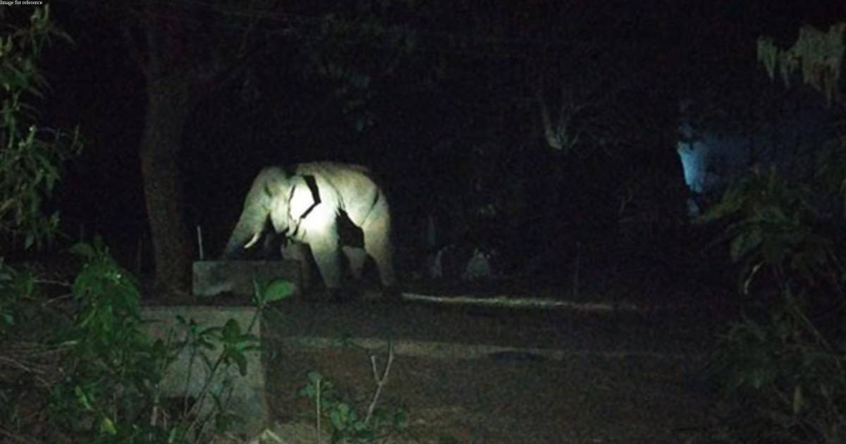 Three cows trampled to death by elephant in Andhra's Parvathipuram Manyam